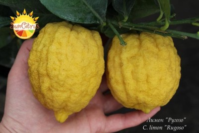 C. limon Rugoso - 